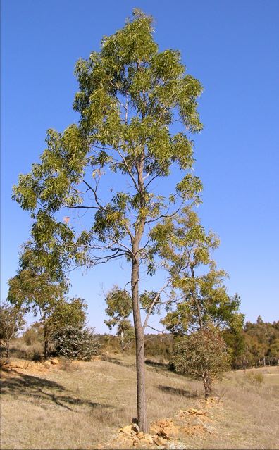 Acacia implexa