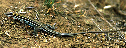 Orange-throated whiptail