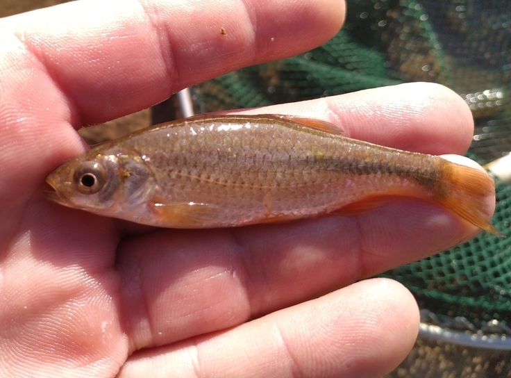 Petroleuciscus