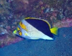 Yellow-crowned butterflyfish