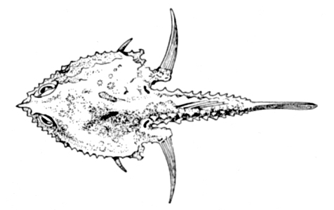 Ogcocephalidae