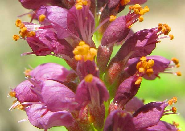 Amorpheae