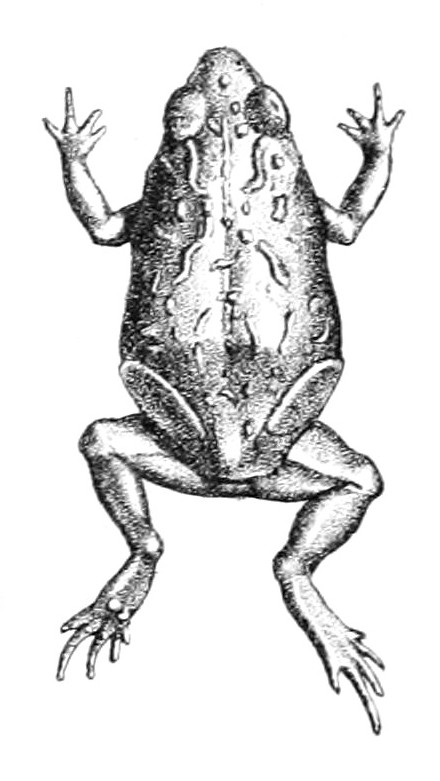 Günther's toadlet