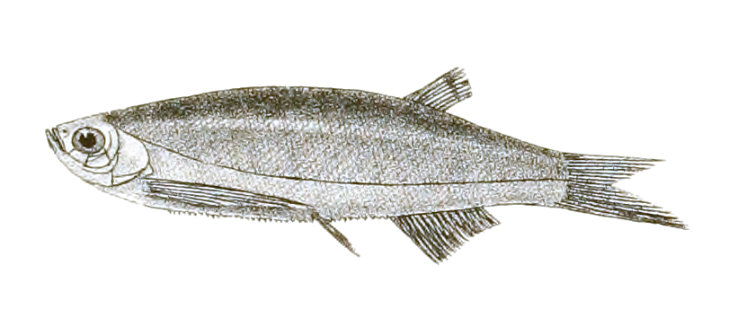 Punjab Razorbelly Minnow
