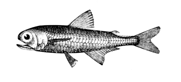 Myctophum affine