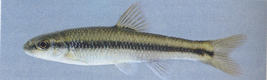 Nocomis micropogon