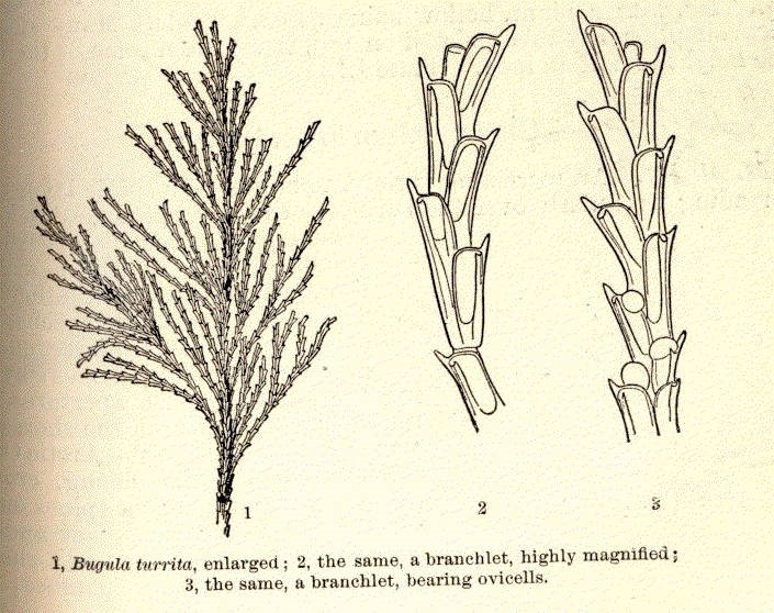 Bugulidae