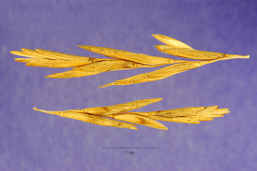 Thinopyrum