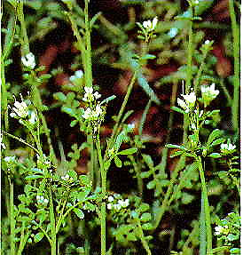 Cardamine pensylvanica