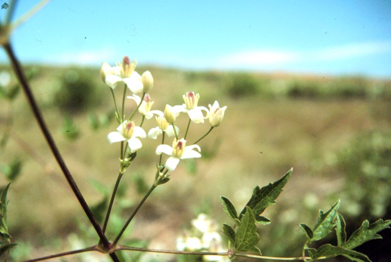 Clematis ligusticifolia