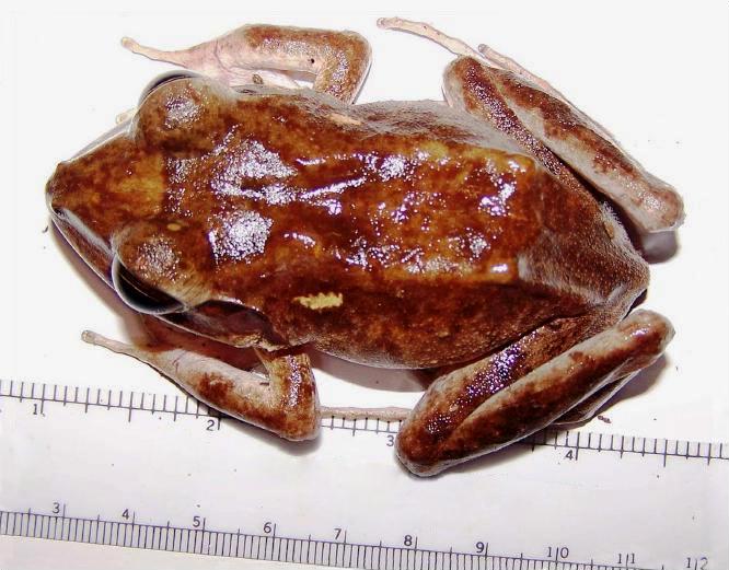 Cornufer vitianus