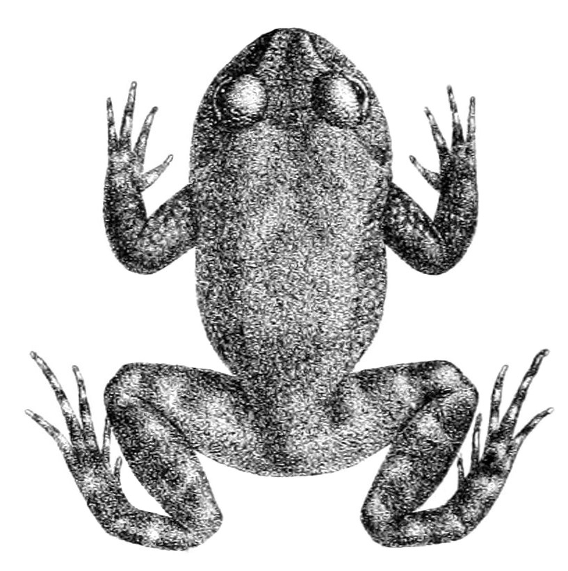 Nannophrys ceylonensis