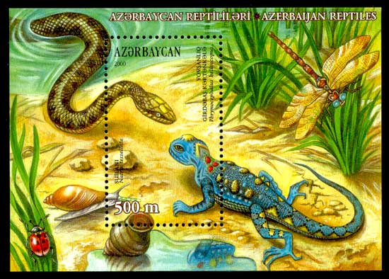 Phrynocephalus persicus