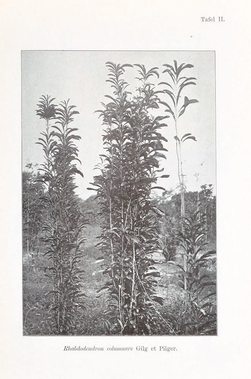 Rhabdodendron
