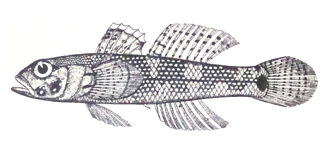Bathygobius fuscus