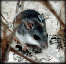 oldfield mouse