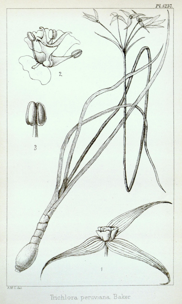 Trichlora