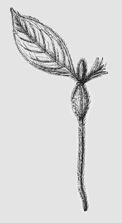 Duroia hirsuta