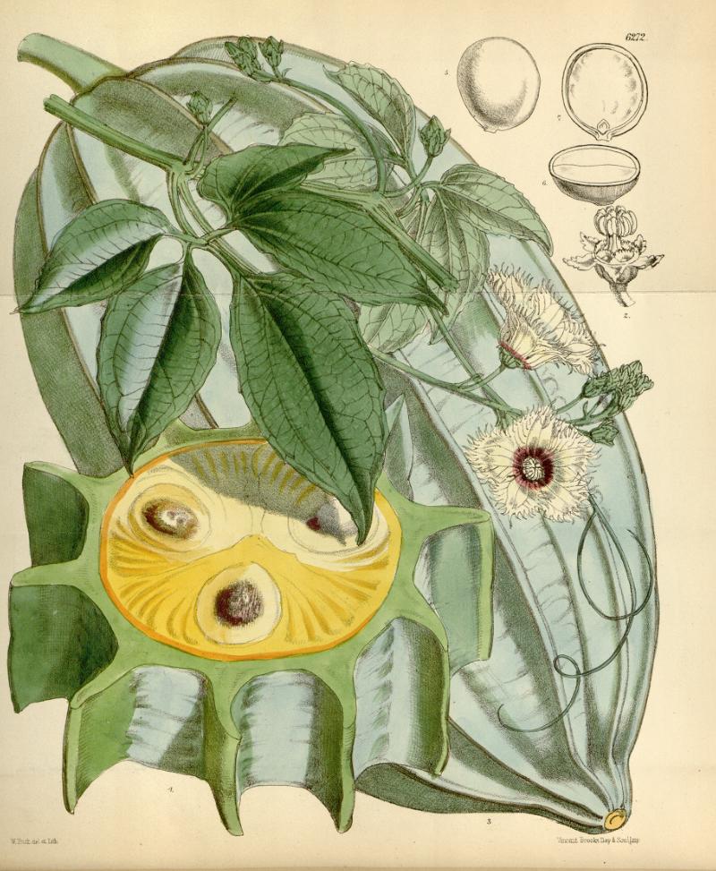 Telfairia