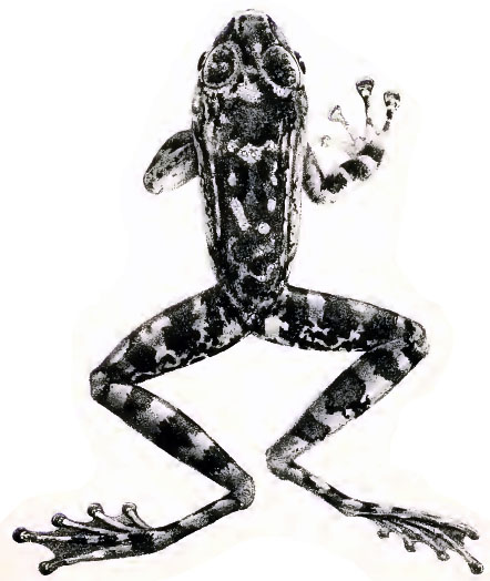 Amolops larutensis