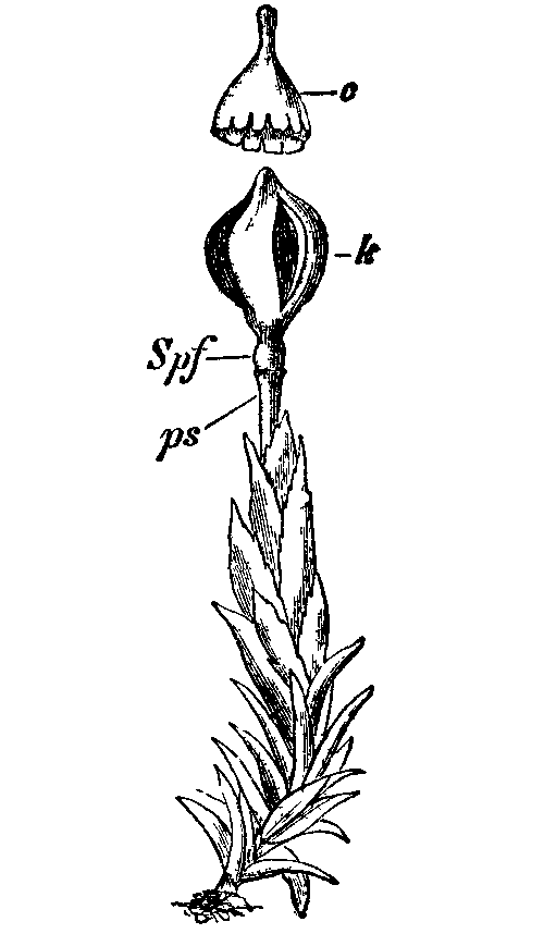 Andreaeopsida