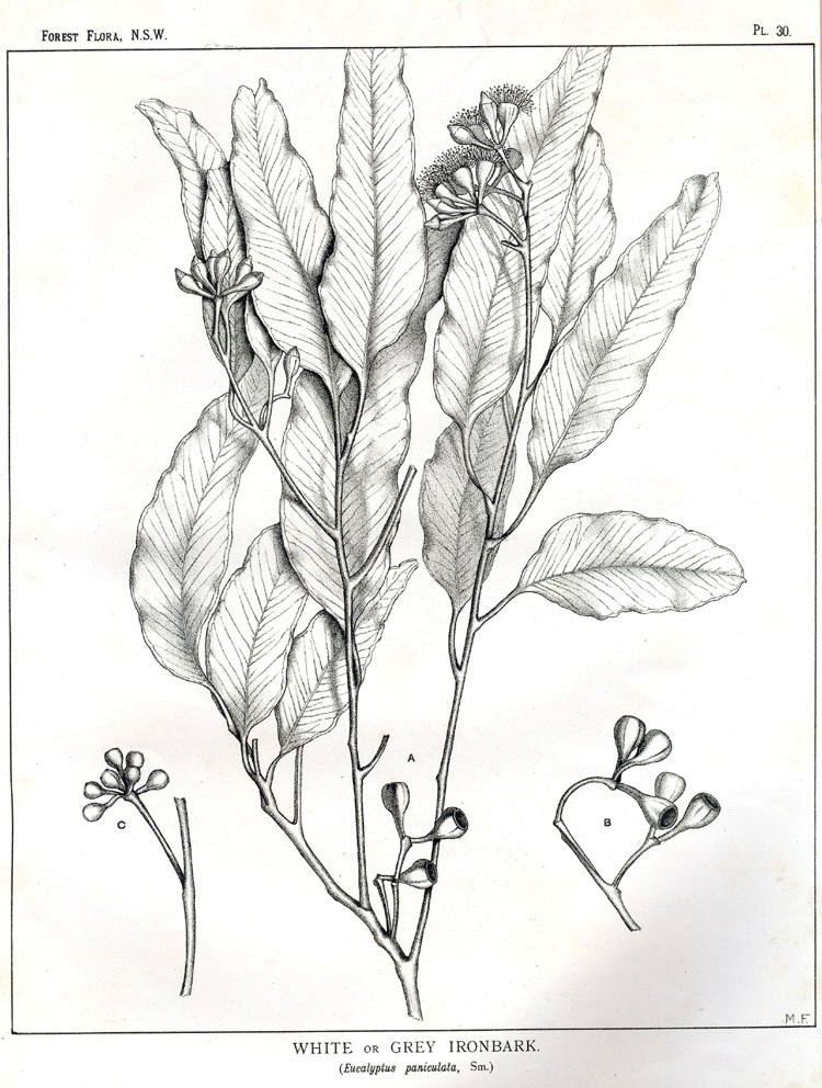 Eucalyptus paniculata