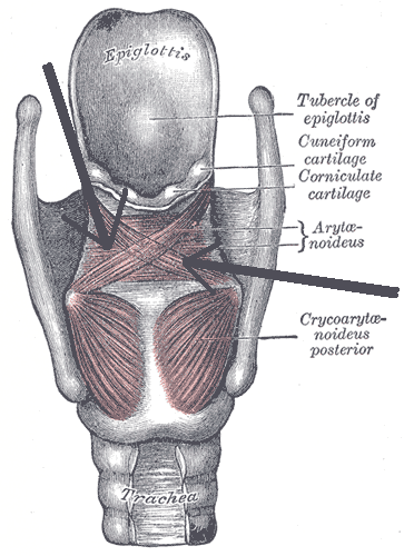 transverse arytenoid muscle