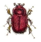Ochodaeus chrysomeloides