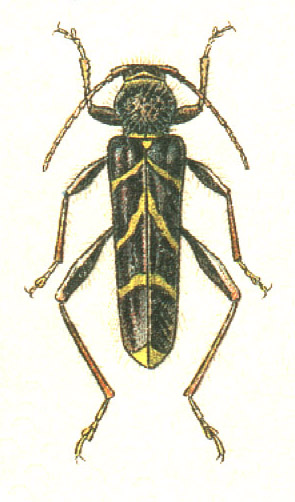 Cyrtoclytus