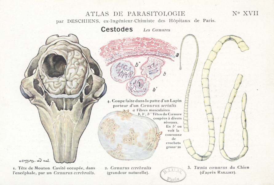 Coenurosis