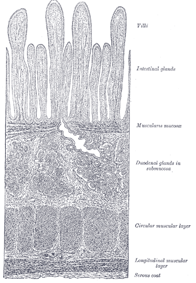 muscularis mucosae