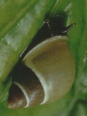 Fat Guam partula