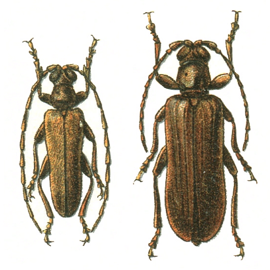 Philus antennatus