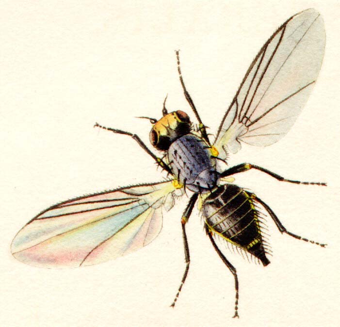 Napomyza