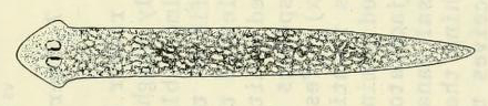 Girardia tigrina