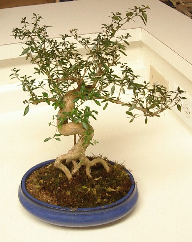Serissa japonica