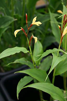 Cautleya
