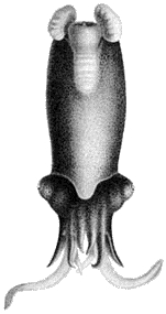Spirulida