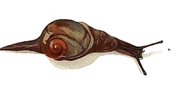 Vitrina pellucida