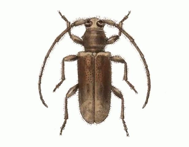 Eupogonius infimus