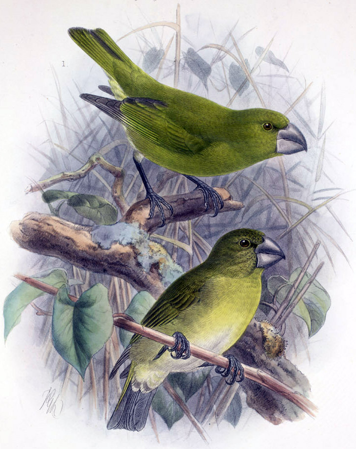 Chloridops