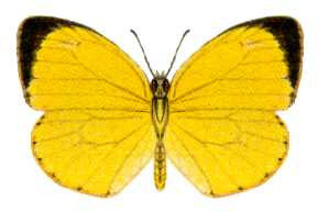 Eurema herla