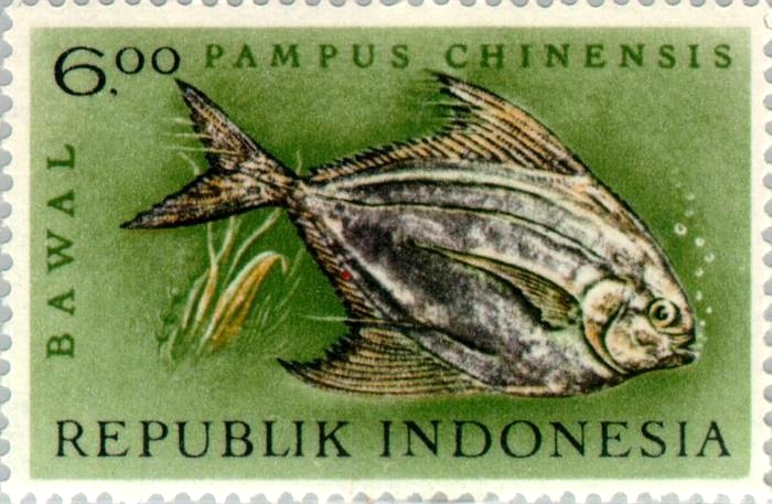 Pampus chinensis