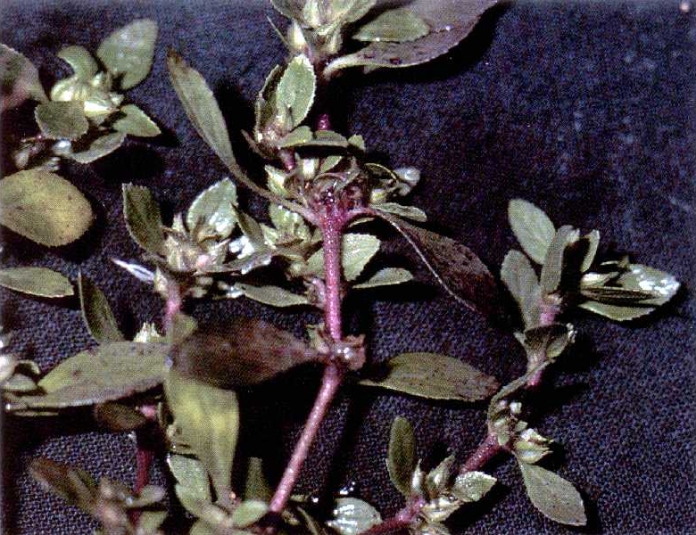 Bergia