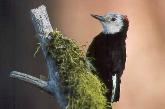 Leuconotopicus