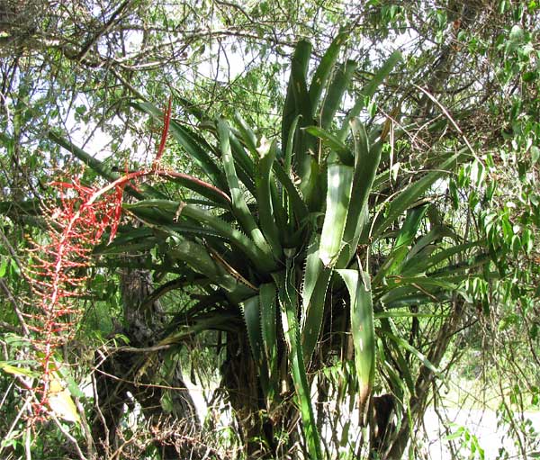 Aechmea bracteata