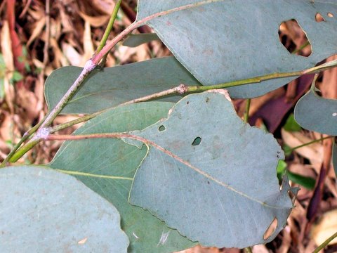 Eucalyptus blakelyi