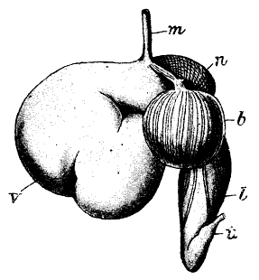 rumen