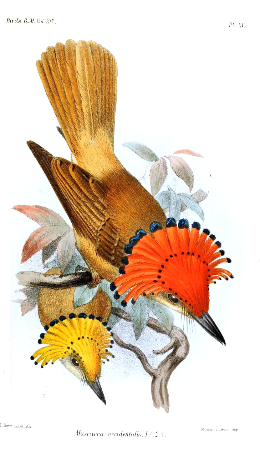Pacific Royal Flycatcher