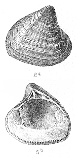 Astartidae